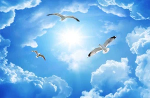 Trần mây trời - Ms789